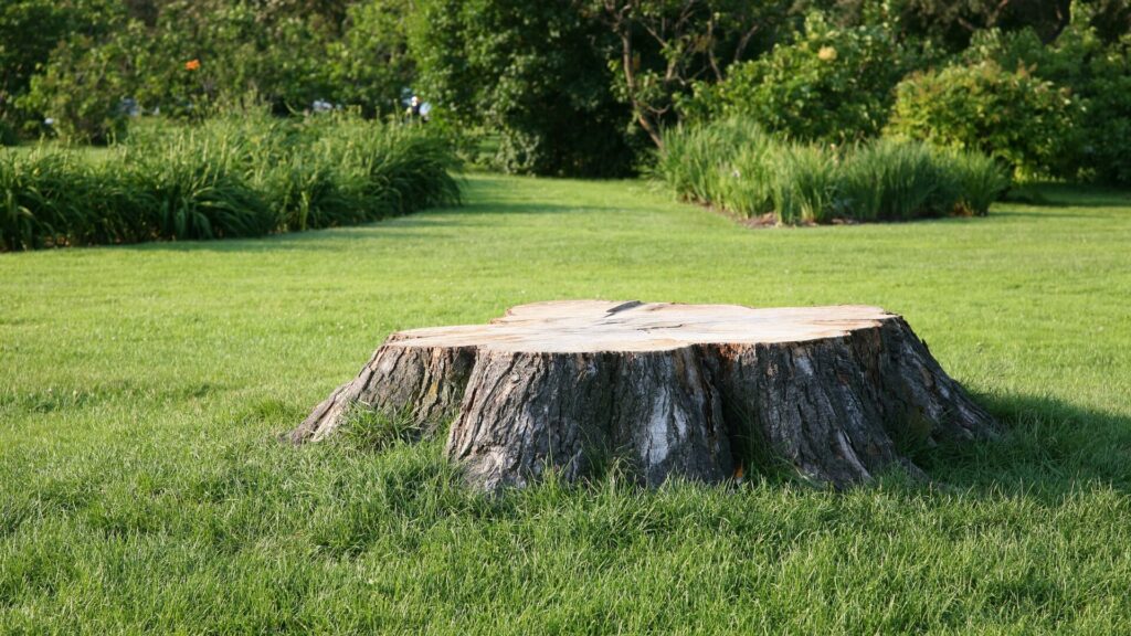 Tree Stump in Lawn